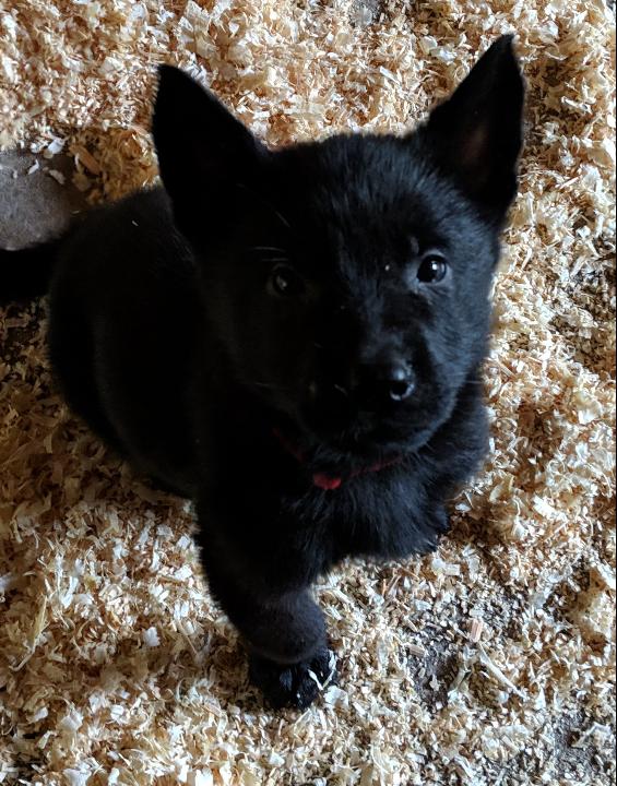 Buy Black German Shepherd Puppy For Sale In Spain