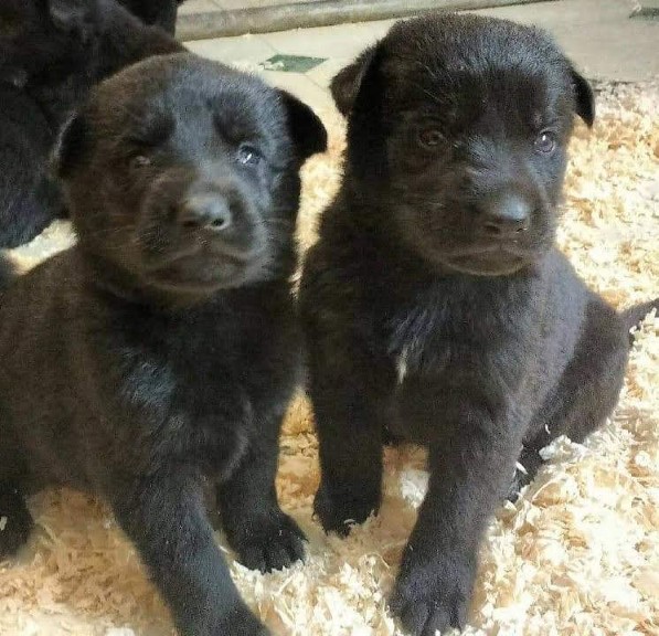 2 black puppies